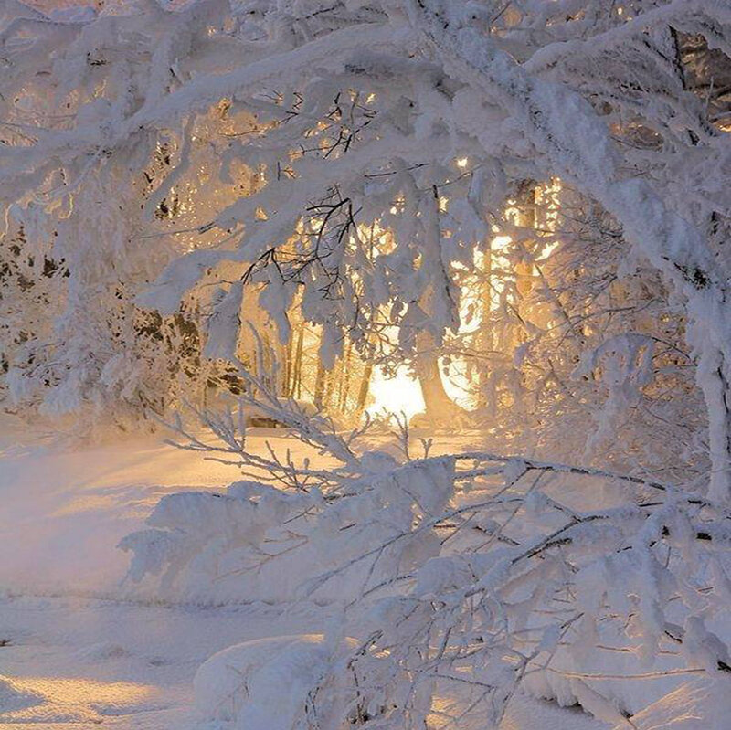 Snow-covered Trees — White, Serene, Winter, Photograph, Sunlight, Forest