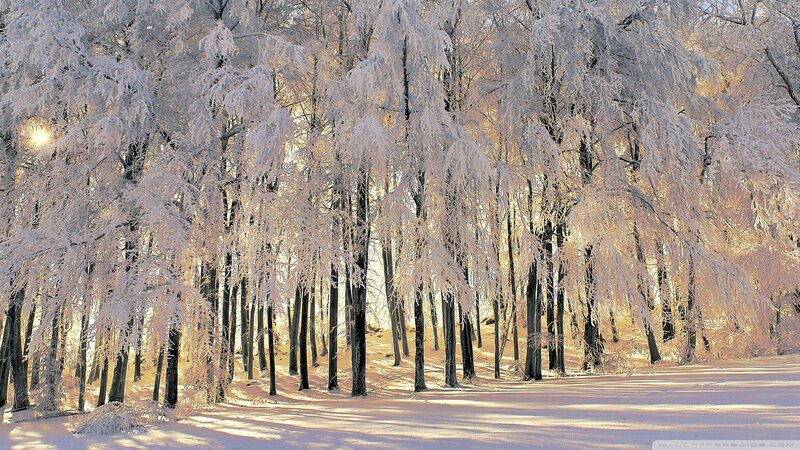 Snow-covered Trees — White, Serene, Winter, Photograph, Sunlight, Snow, Forest