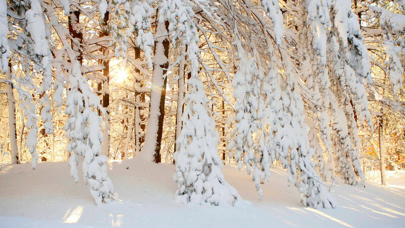 Snow-covered Trees — White, Serene, Winter, Photograph, Sunlight, Snow