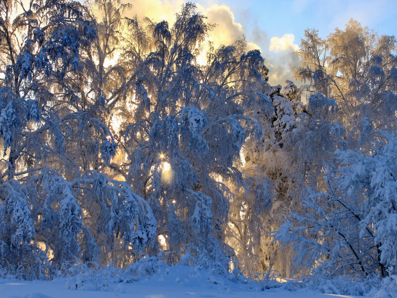 Snow-covered Trees — White, Serene, Winter, Photograph, Sunlight