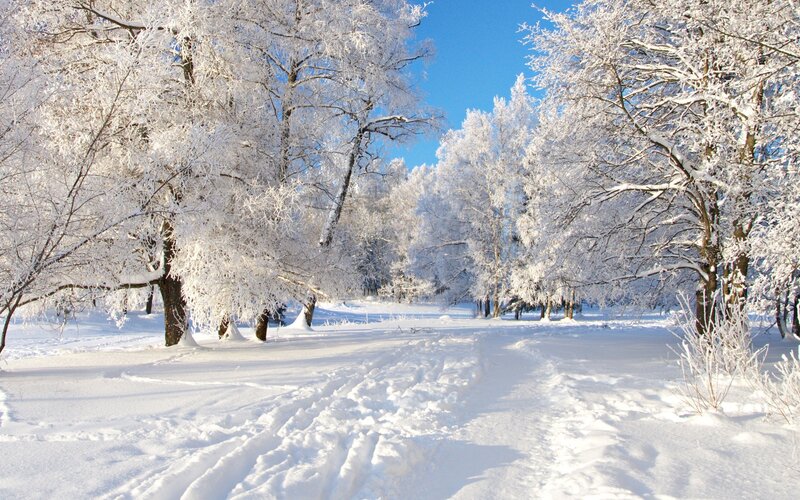 Snow-covered Trees — White, Serene, Winter, Photograph