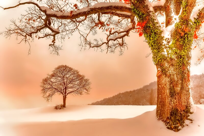 Snow-covered Trees — White, Serene, Winter, Photograph, Tree