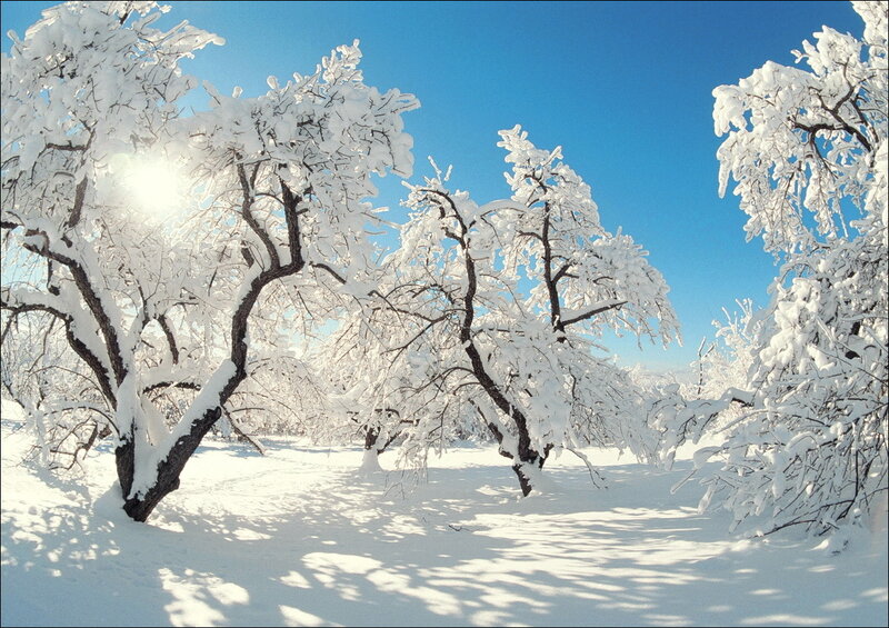 Snow-covered Trees — White, Serene, Winter