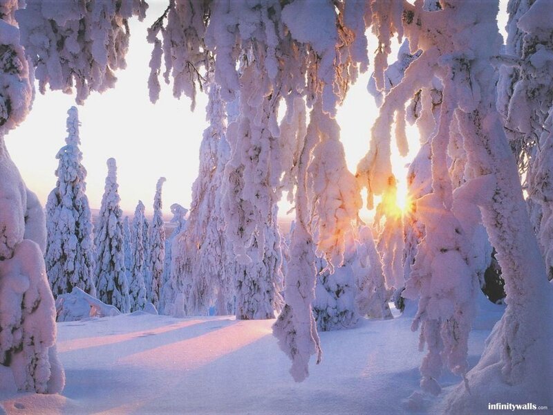 Snow-covered Trees — White