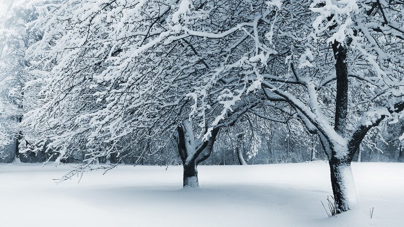 Snow-covered Trees — Winter, Forest