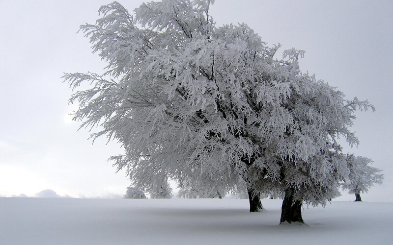 Snow-covered Trees — Winter, Gray