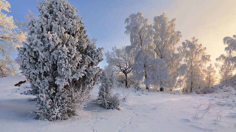 Snow-covered Trees — Winter, Yellow