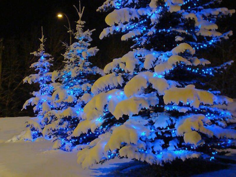 Snow-covered Trees with Lights — Blue, Serene