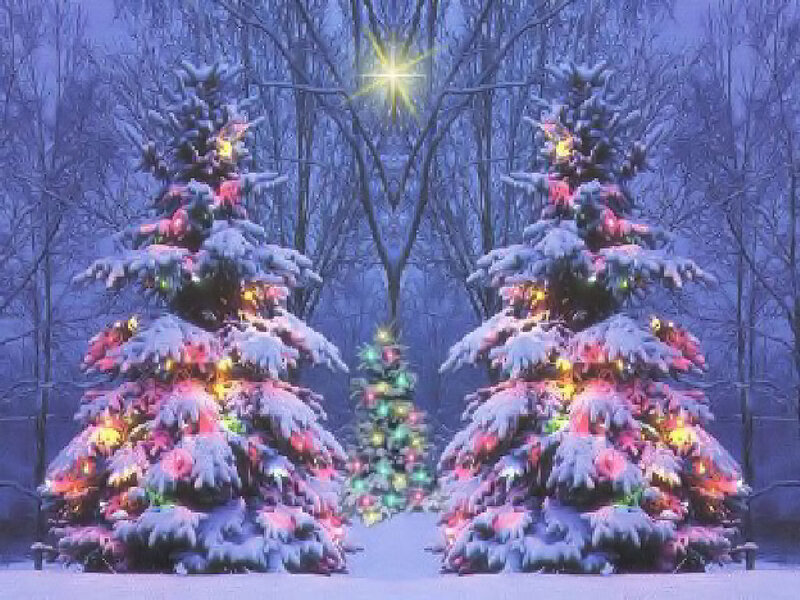 Snow-covered Trees with Lights — Blue, Serene, Winter