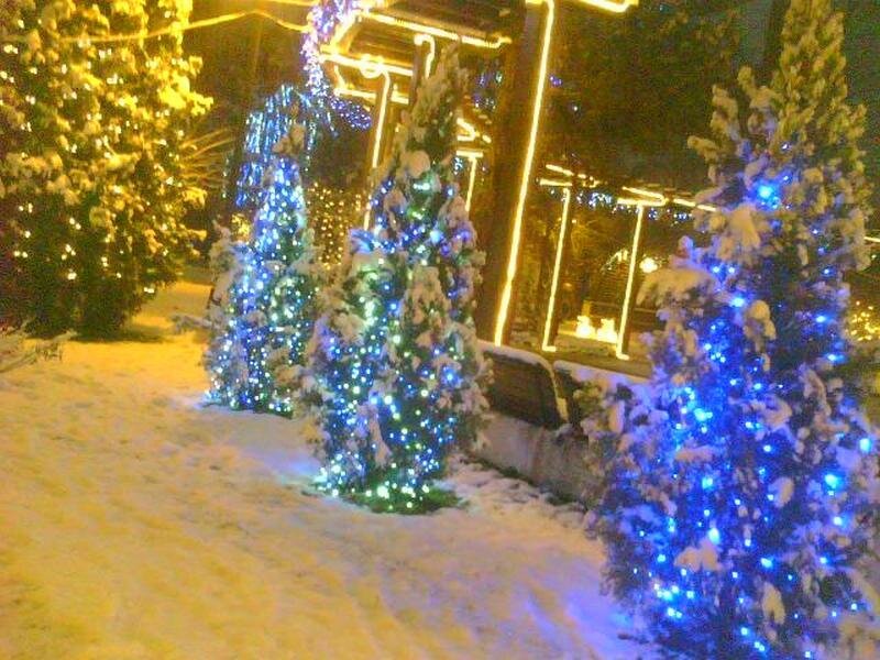 Snow-covered Trees with Lights — Blue