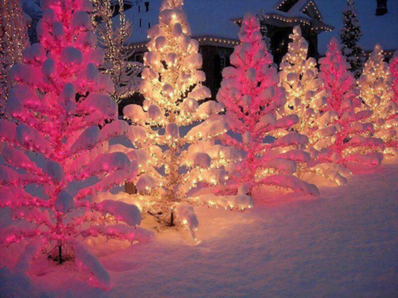Snow-covered Trees with Lights — Pink