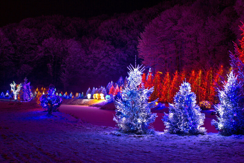 Snow-covered Trees with Lights — Purple