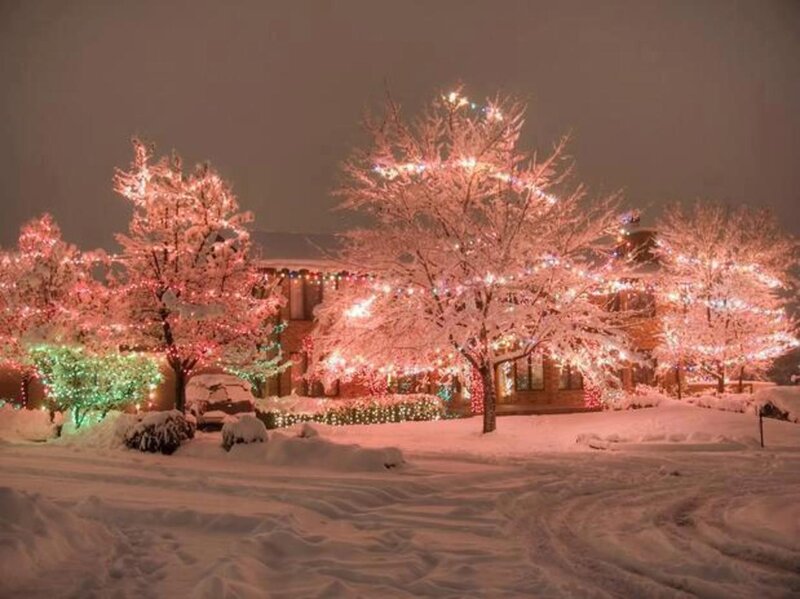 Snow-covered Trees with Lights — White, Festive