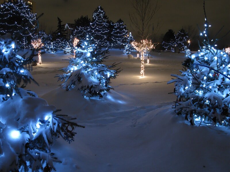 Snow-covered Trees with Lights — White, Serene, Night