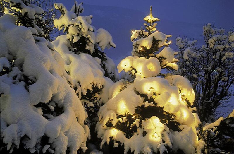 Snow-covered Trees with Lights — White, Serene