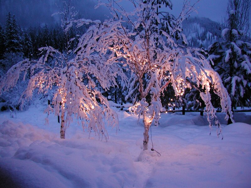 Snow-covered Trees with Lights — White