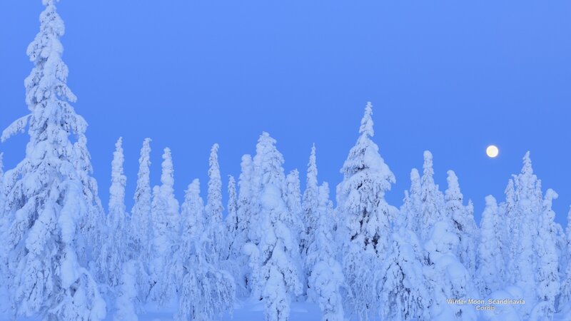Snow-covered Trees with Moon