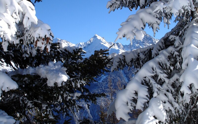 Snow-covered trees with mountain view