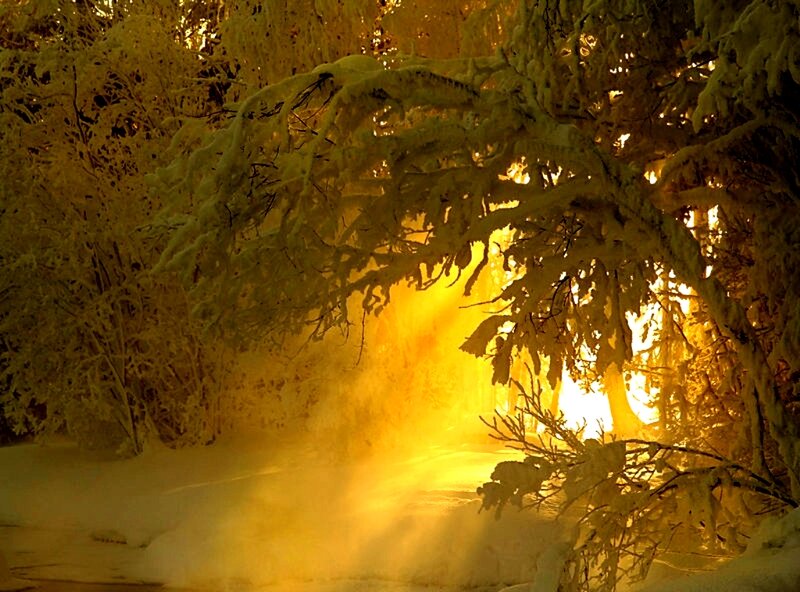 Snow-covered Trees — Yellow, Dramatic