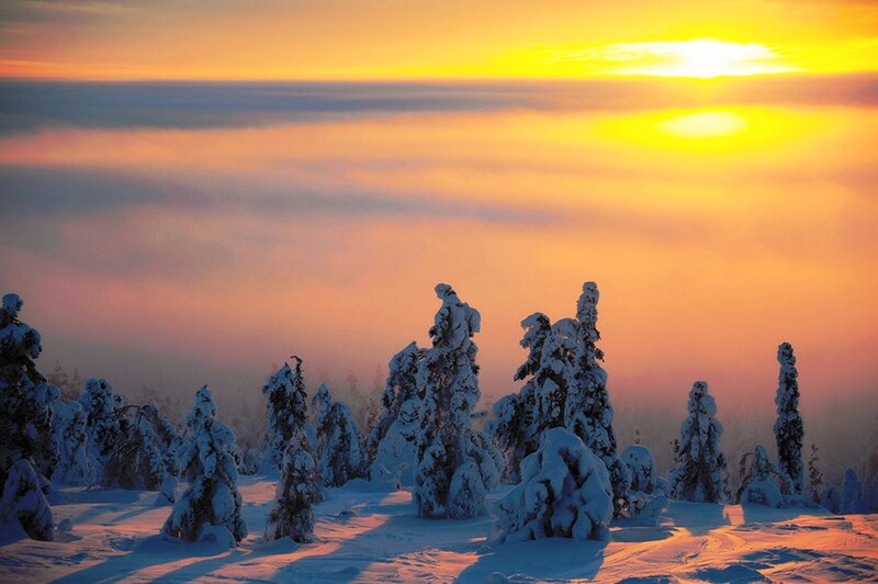 Snow-covered Trees — Yellow, Serene, Sunset, Photograph