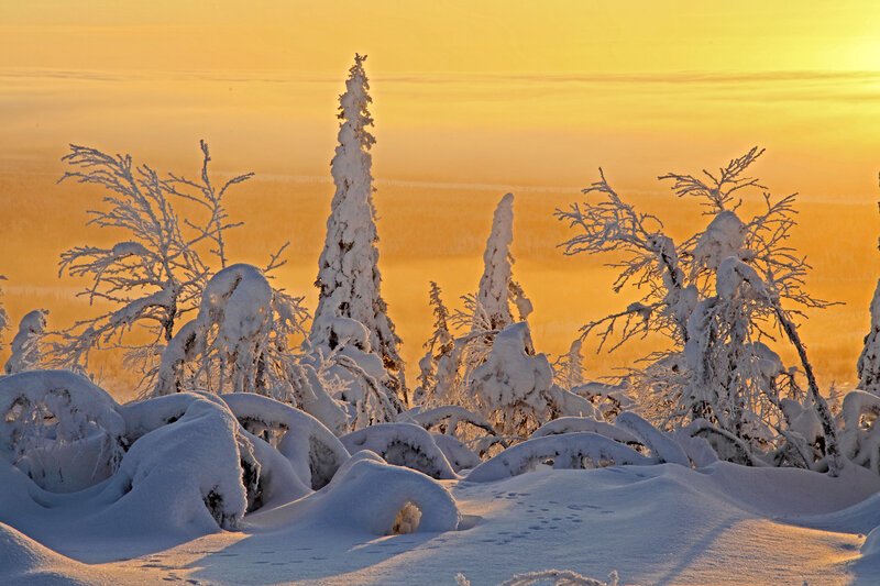 Snow-covered Trees — Yellow, Serene, Sunset
