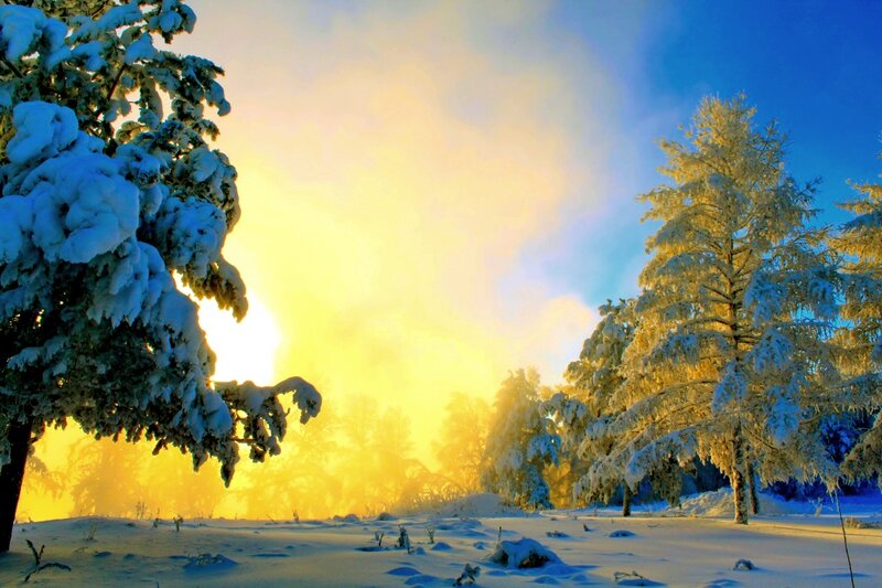 Snow-covered Trees — Yellow, Serene, Winter, Photograph, Snow