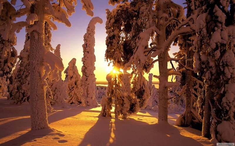 Snow-covered Trees — Yellow, Serene, Winter