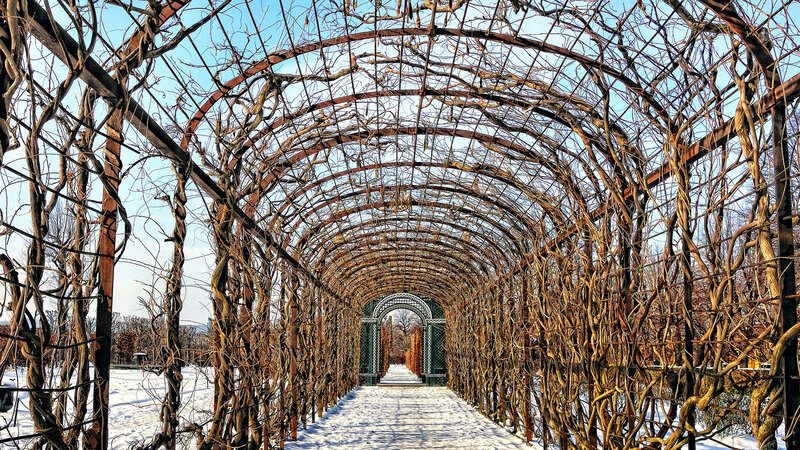 Snow-covered Vine Tunnel