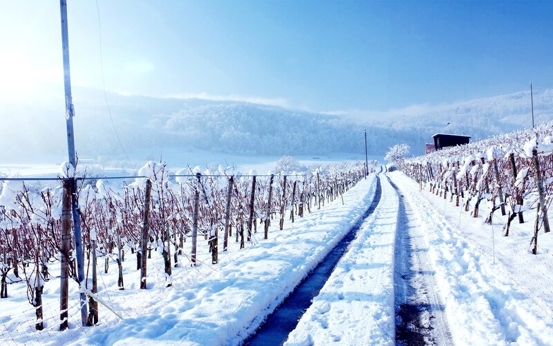 Snow-covered vineyard path