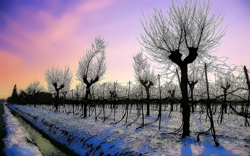 Snow-covered Vineyard — Purple