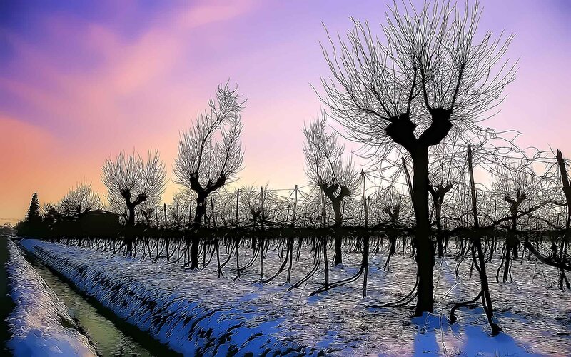 Snow-covered Vineyard