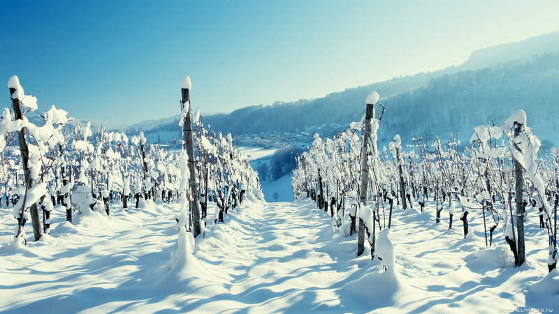 Snow-covered Vineyard — White, Serene