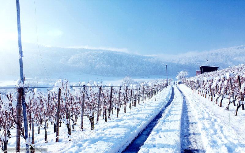 Snow-covered Vineyard — White, Serene, Winter, Photograph, Road