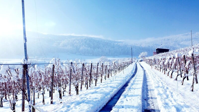 Snow-covered Vineyard — White, Serene, Winter, Photograph