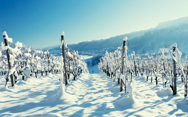Snow-covered Vineyard — White, Serene, Winter, Photograph, Vines
