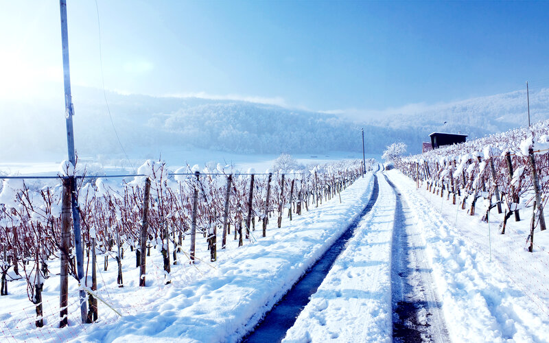 Snow-covered Vineyard — White, Serene, Winter