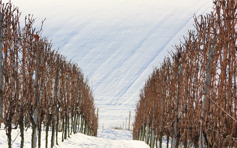Snow-covered Vineyard — White
