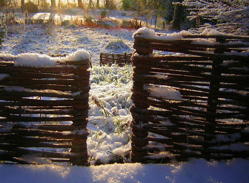 Snow-covered Wattle Fence
