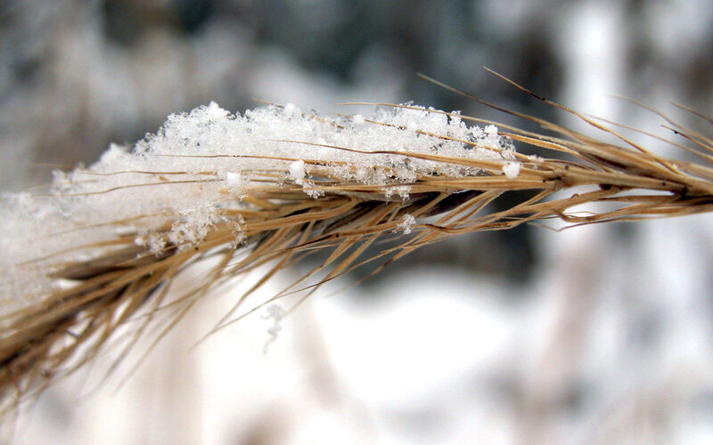 Snow-covered wheat stalk