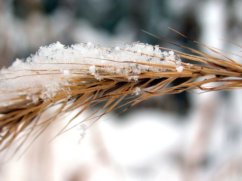 Snow-covered wheat stalk