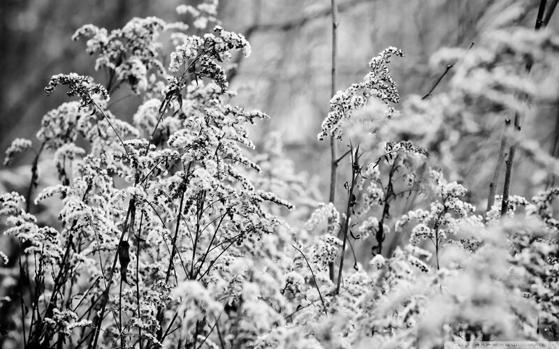 snow-covered wildflowers in black and white