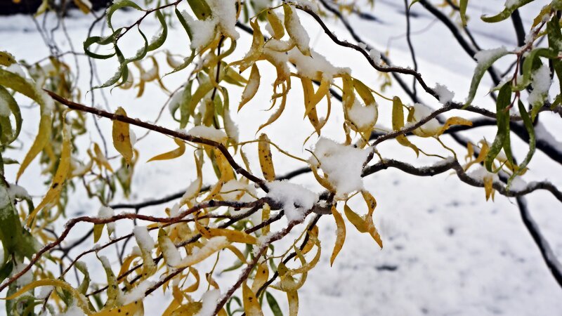 Snow-covered Willow Branches