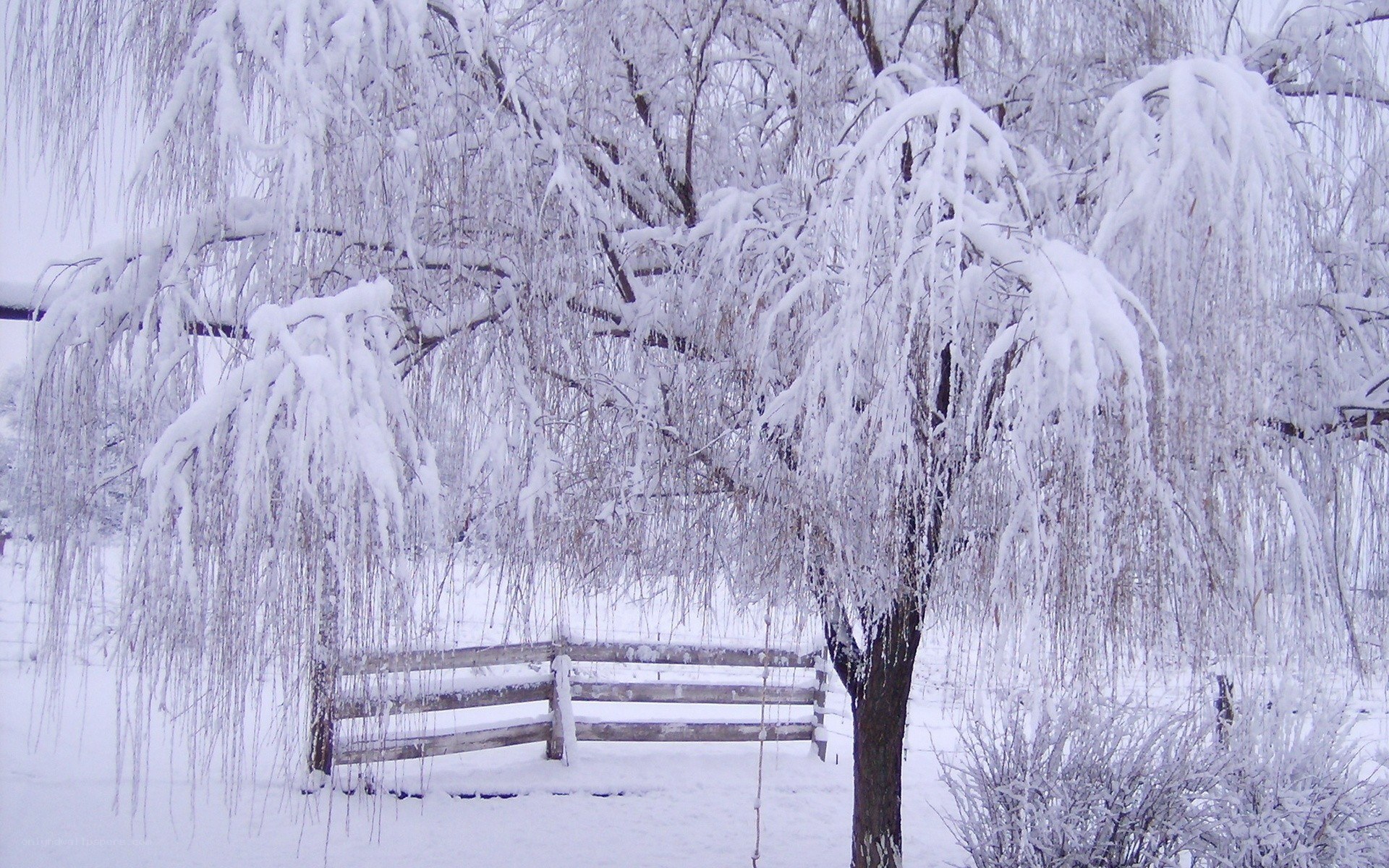 Snow-covered willow tree