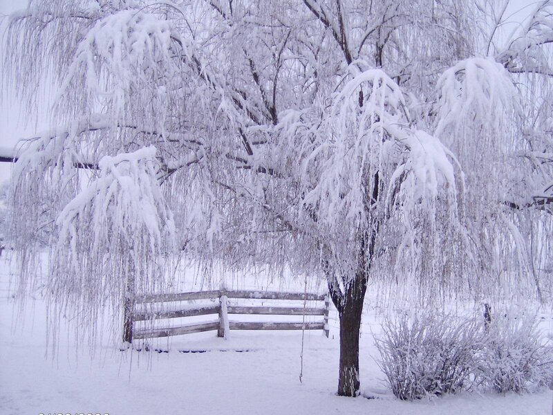 Snow-covered willow tree