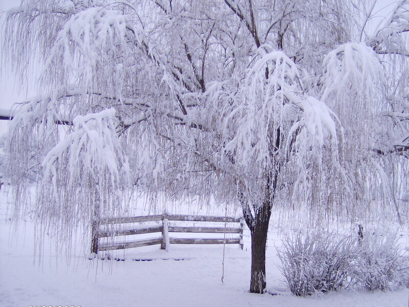Snow-covered Willow Tree — White, Serene