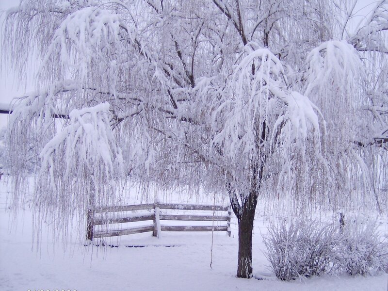 Snow-covered Willow Tree — White, Serene, Winter, Photograph, Bench, Bushes
