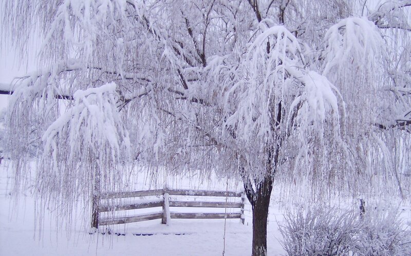 Snow-covered Willow Tree — White, Serene, Winter, Photograph, Bench, Snow