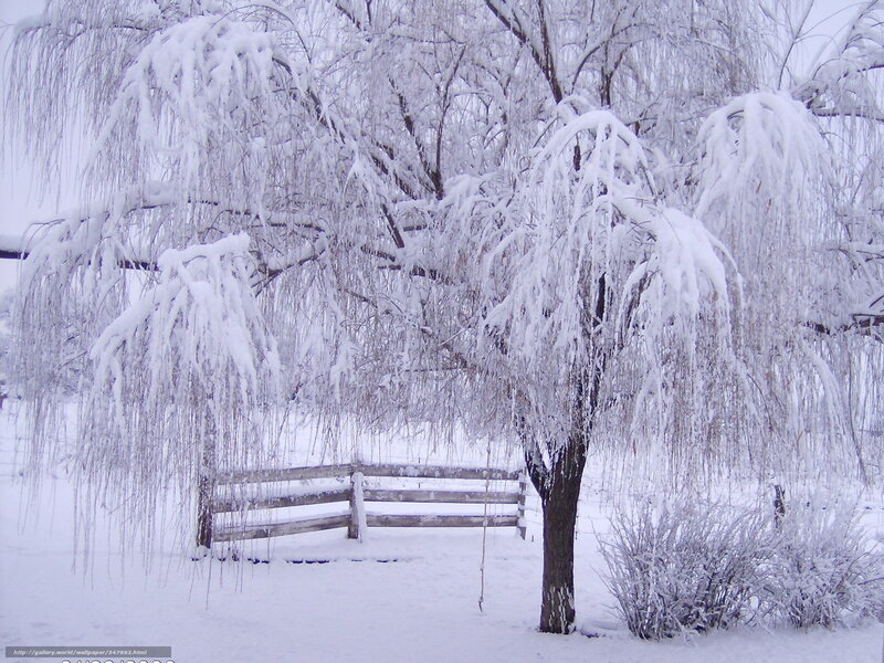 Snow-covered Willow Tree — White, Serene, Winter