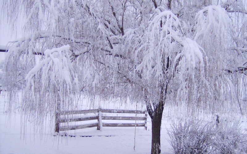 Snow-covered Willow Tree — White