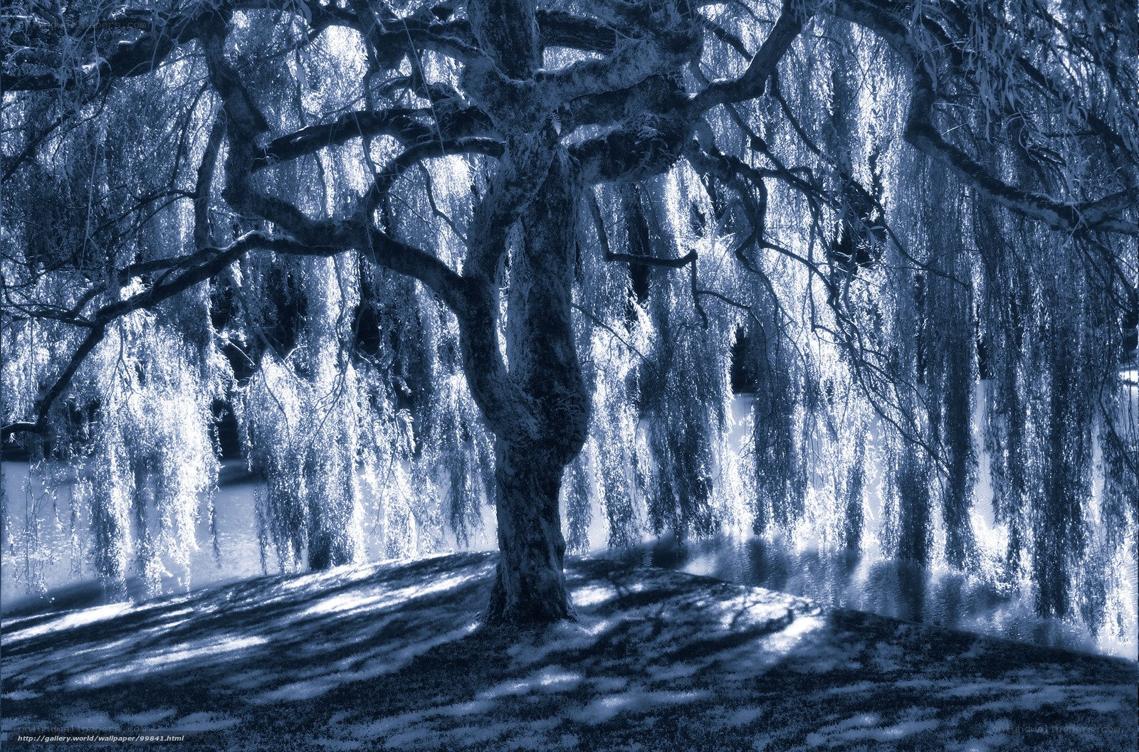 Snow-covered willow tree